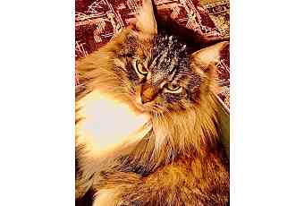 ООО "КОЭМЗ групп"