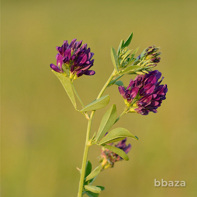 Семена люцерны Багира, Манычская Краснодар - изображение 1