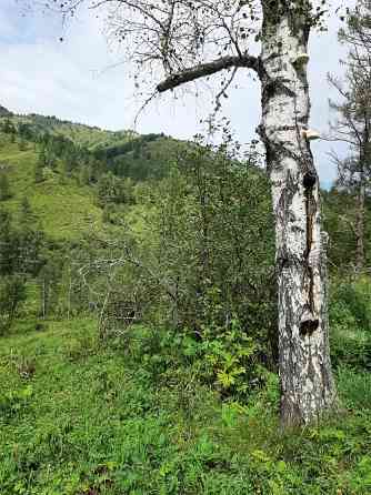 Участок 7.5 сот в горах Алтая у речки в дали от цивилизации рядом маральник Белокуриха