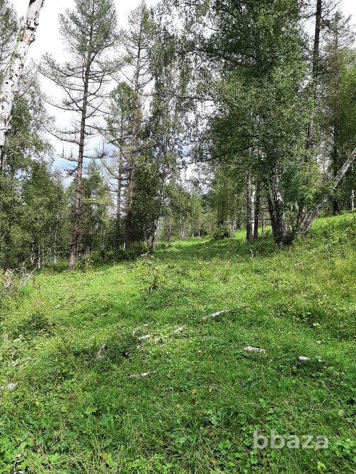 Участок 7.5 сот в горах Алтая у речки в дали от цивилизации рядом маральник Белокуриха - изображение 9