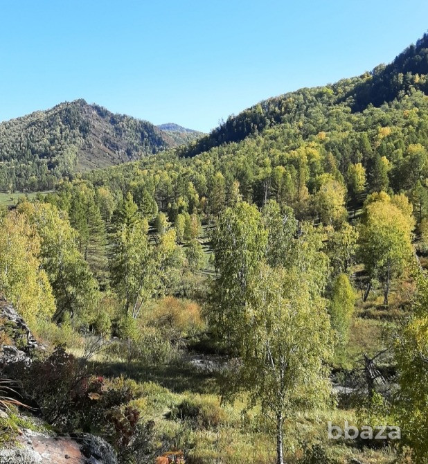 Участок 7.5 сот в горах Алтая у речки в дали от цивилизации рядом маральник Белокуриха - изображение 2