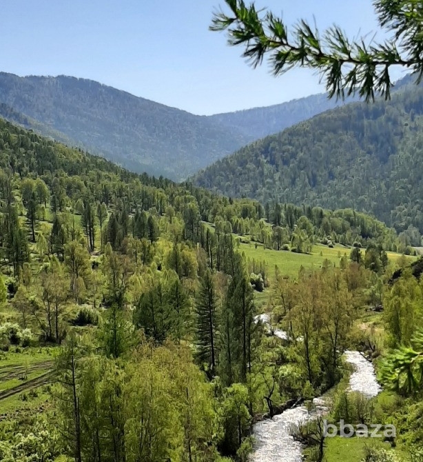 Участок 7.5 сот в горах Алтая у речки в дали от цивилизации рядом маральник Белокуриха - изображение 6