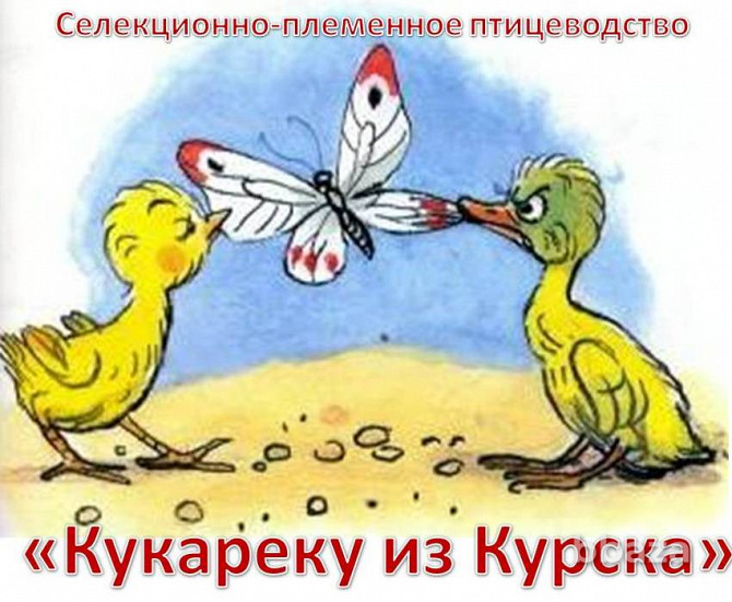 Сайт с доменом для продажи птицы, инкубационных яиц, цыплят - kykareku.ru Курск - photo 1