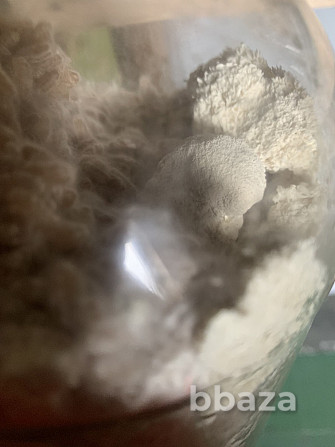 Грибная ферма Farmyc - мицелий ежовика гребенчатого на буром рисе и т.д. Таганрог - photo 3