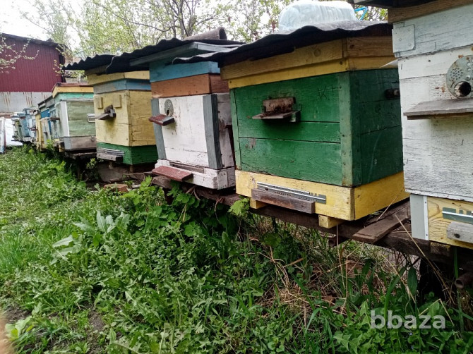 Пчелы и улья Курск - photo 3