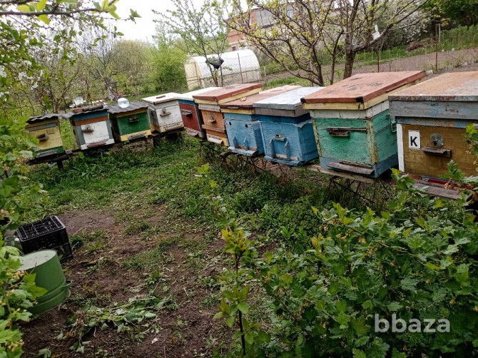 Пчелы и улья Курск - photo 1