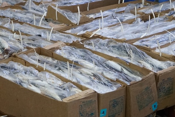Рыба свежемороженая по оптовым ценам Шахты - изображение 1