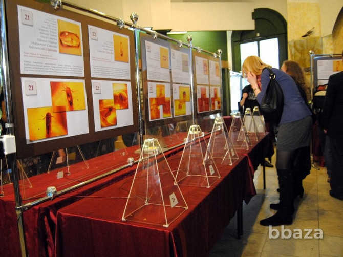 Передвижная выставка янтарных инклюзов Новосибирск - photo 3
