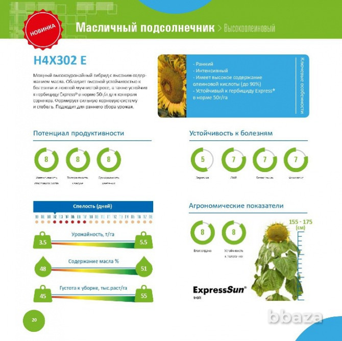 Посевные семена подсолнечника Краснодар - photo 1
