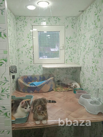 Передержка кошек.Зоогостиница на природе. Москва - photo 2