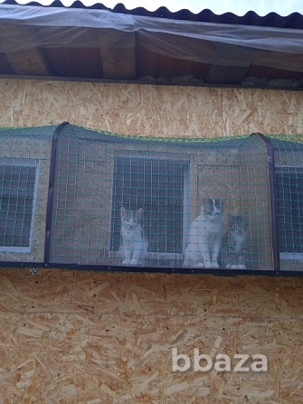 Передержка кошек.Зоогостиница на природе. Москва - photo 4