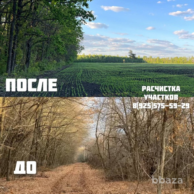 Расчистка участка от деревьев и кустарников Брянск - photo 3