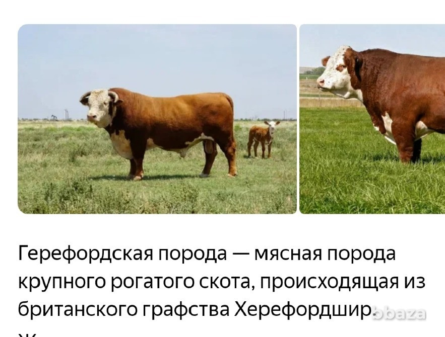 Продам действующий имущественный комплекс в Челябинской области Пенза - изображение 3