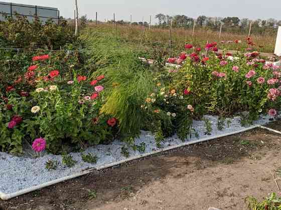 Мульча Анапа