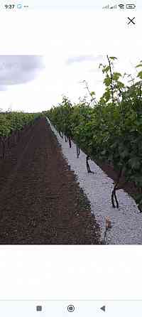 Мульча Анапа