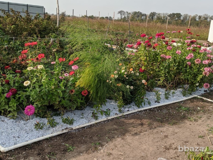 Мульча Анапа - изображение 5