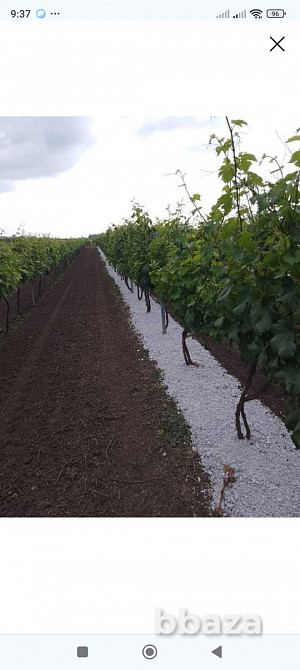 Мульча Анапа - изображение 4