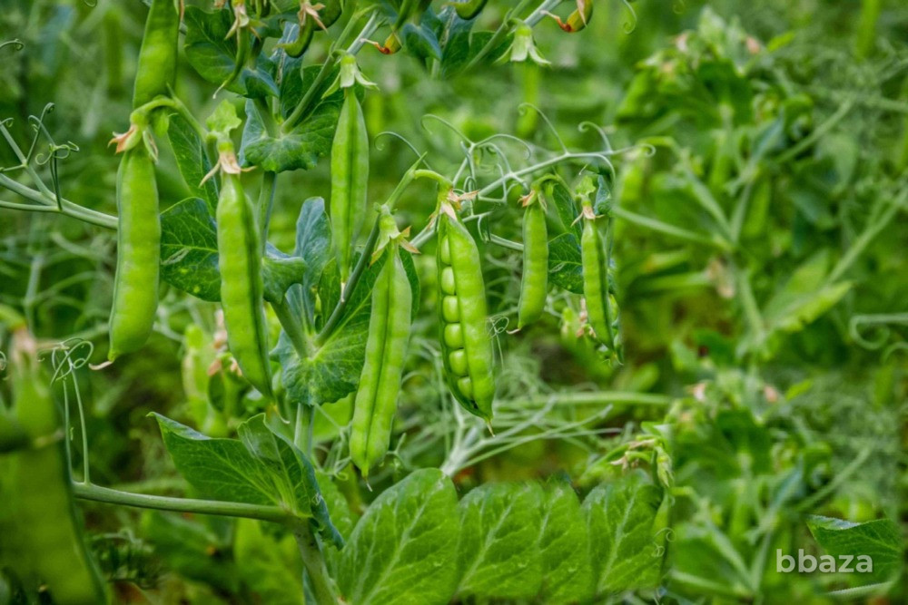 Семена гороха Ла-Манш, Камелеон Краснодар - изображение 1