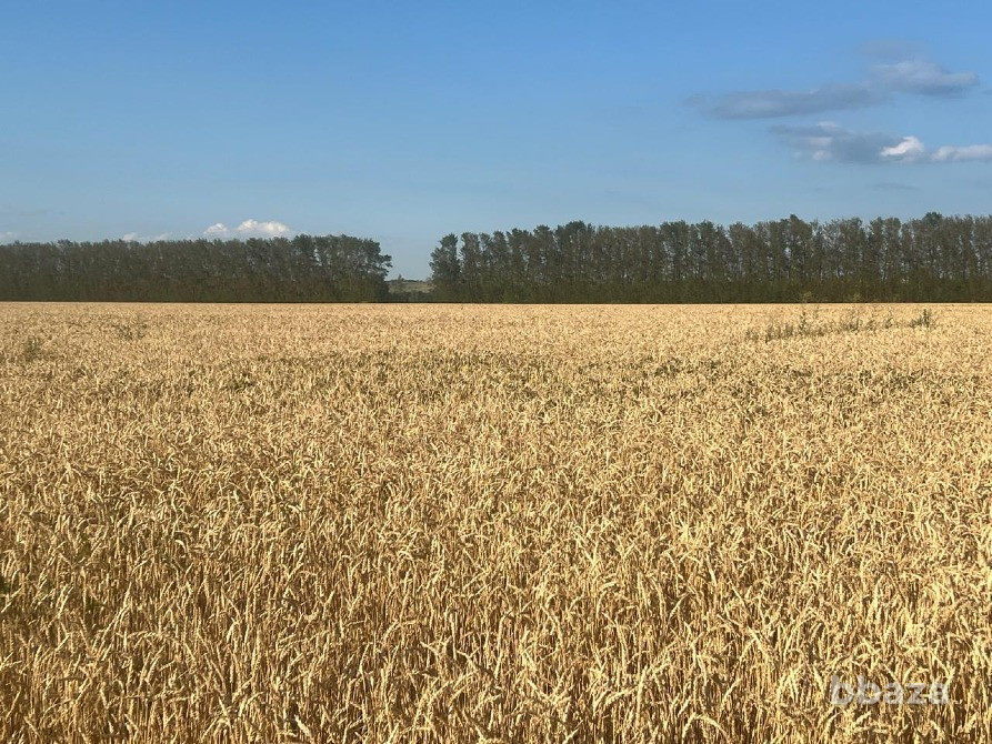 Колхоз миллионер Саранск - изображение 4