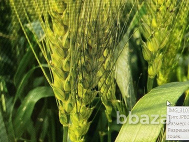Семена озимой пшеницы донской селекции Зерноград - photo 1