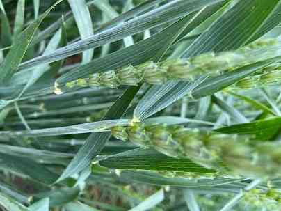 Семена озимой пшеницы элита Зерноград