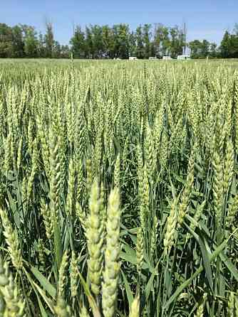 Семена озимой пшеницы элита Зерноград