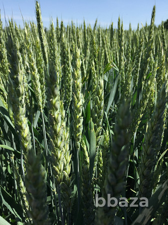 Семена озимой пшеницы элита Зерноград - изображение 1