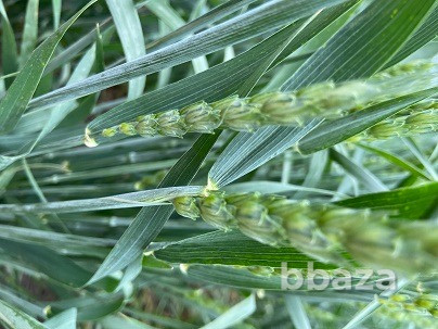 Семена озимой пшеницы элита Зерноград - изображение 3