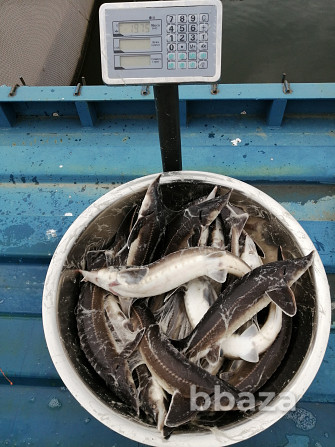 реализуем долю в многовидовом осетровом рыбоводном хозяйстве Лучегорск - изображение 3