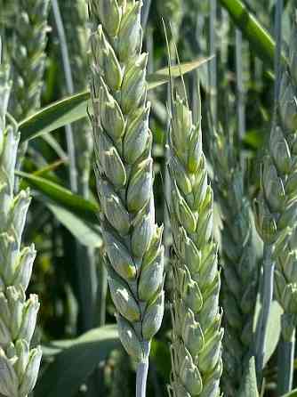 Семена пшеницы озимой купить Алексеич Ахмат Безостая 100 Герда Граф Гром Го Зерноград
