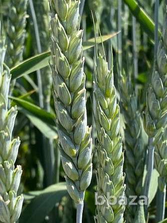 Семена пшеницы озимой купить Алексеич Ахмат Безостая 100 Герда Граф Гром Го Зерноград - изображение 1