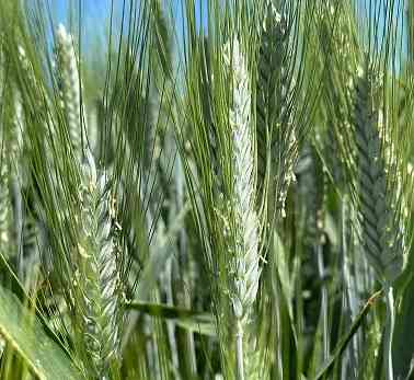 Семена пшеницы озимой твердой купить Агат Донской Амазонка Одари Юбилярка Я Зерноград