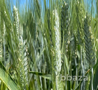 Семена пшеницы озимой твердой купить Агат Донской Амазонка Одари Юбилярка Я Зерноград - photo 1