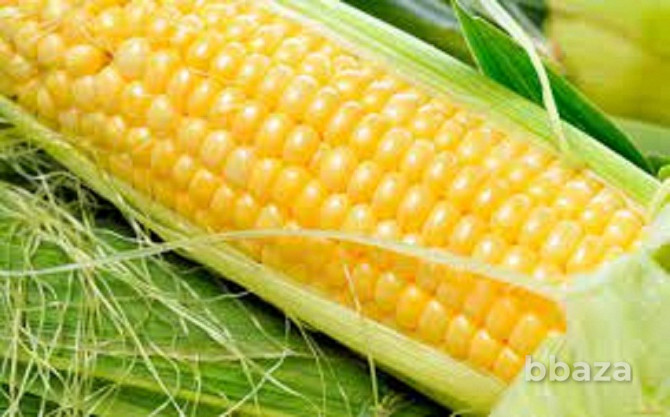 Семена гибридов кукурузы Лимагрен Зерноград - photo 1