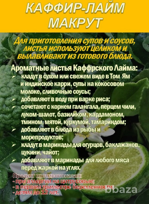 КАФФИР-ЛАЙМ. МАКРУТ. Лист сушеный. Сочи - изображение 3