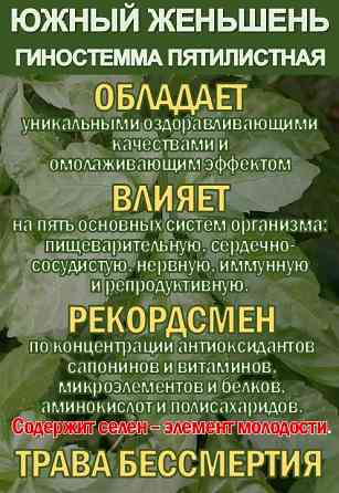 Фиточай Джиаогулан. Гиностемма пятилистная. Южный женьшень. Сочи