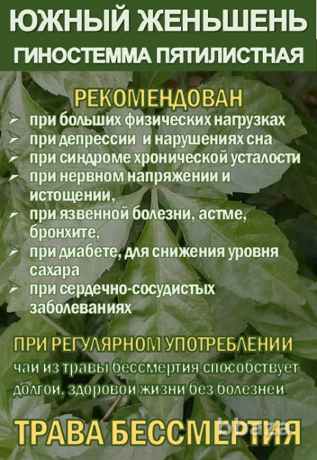 Фиточай Джиаогулан. Гиностемма пятилистная. Южный женьшень. Сочи - изображение 3