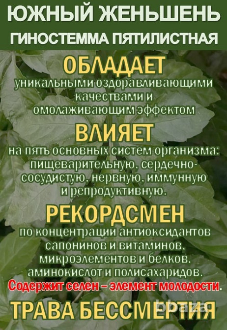 Фиточай Джиаогулан. Гиностемма пятилистная. Южный женьшень. Сочи - изображение 2