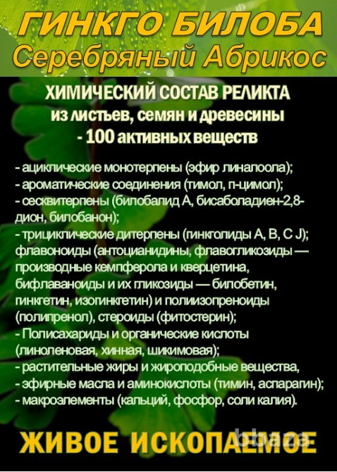 Функциональны чай. Листья Гинкго двулопастного Ginkgo Bilobae folia Сочи - изображение 2