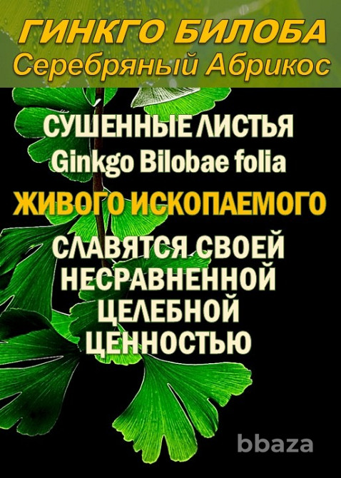 Функциональны чай. Листья Гинкго двулопастного Ginkgo Bilobae folia Сочи - изображение 1