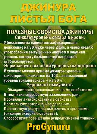 Фиточай Джинура Прокумбенс. Гинура. Сушёный лист. Сочи