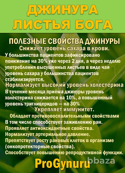 Фиточай Джинура Прокумбенс. Гинура. Сушёный лист. Сочи - изображение 2