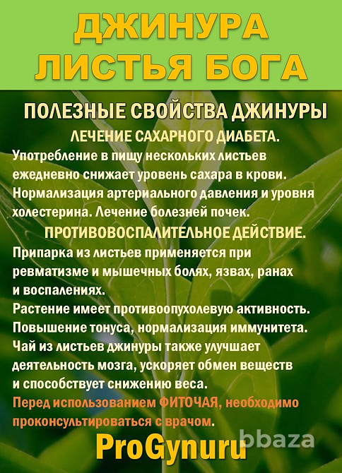 Фиточай Джинура Прокумбенс. Гинура. Сушёный лист. Сочи - изображение 3