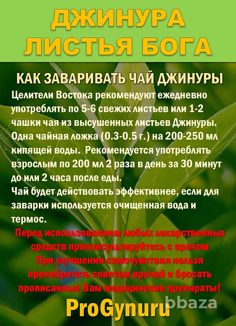 Фиточай Джинура Прокумбенс. Гинура. Сушёный лист. Сочи - изображение 4