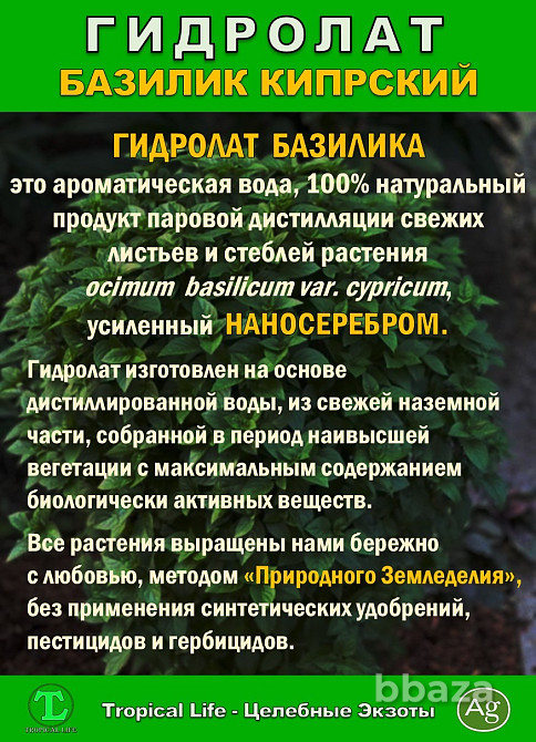 Гидролат Кипрского Базилика с Наносеребром. ProGynuru. Сочи - изображение 3