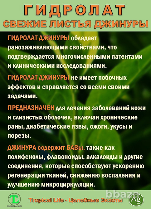 Гидролат Джинуры с Наносеребром. Gynura procumbens. ProGynuru. Сочи - изображение 4