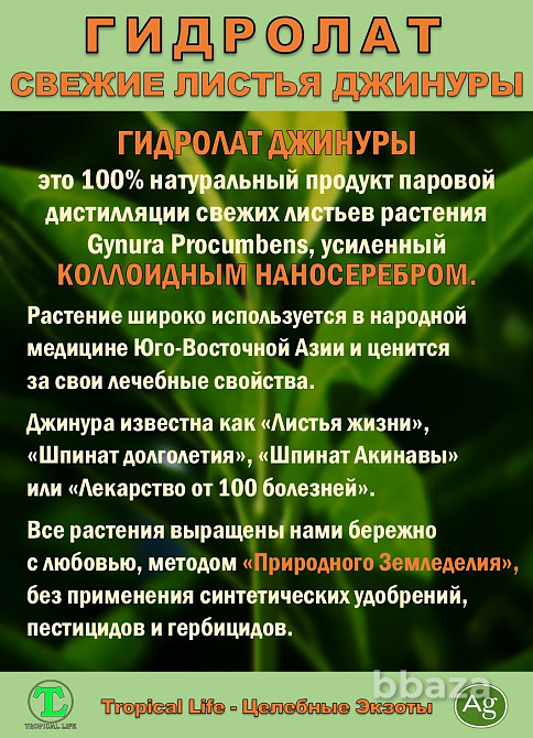 Гидролат Джинуры с Наносеребром. Gynura procumbens. ProGynuru. Сочи - изображение 3