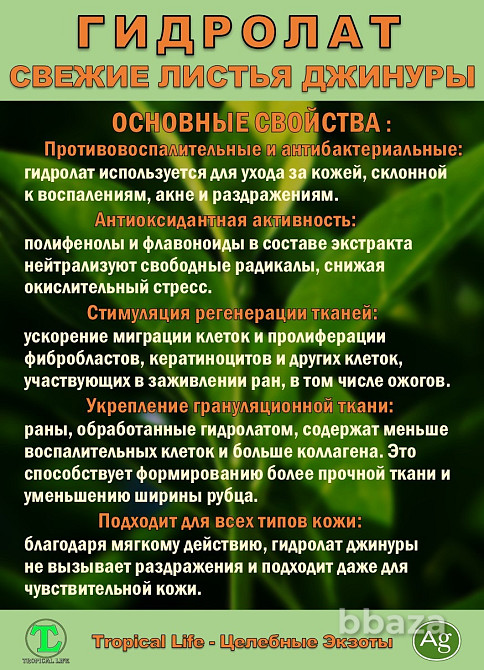 Гидролат Джинуры с Наносеребром. Gynura procumbens. ProGynuru. Сочи - изображение 6