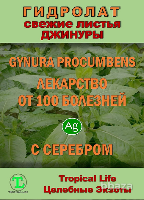Гидролат Джинуры с Наносеребром. Gynura procumbens. ProGynuru. Сочи - изображение 2