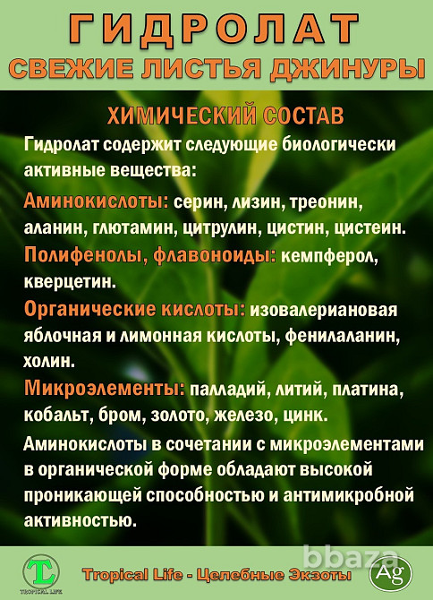 Гидролат Джинуры с Наносеребром. Gynura procumbens. ProGynuru. Сочи - изображение 5